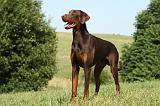 DOBERMANN 1089